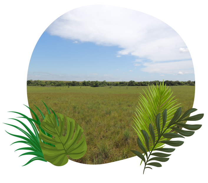 campo